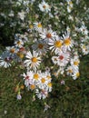 AsterÃÂ species are used as food plants